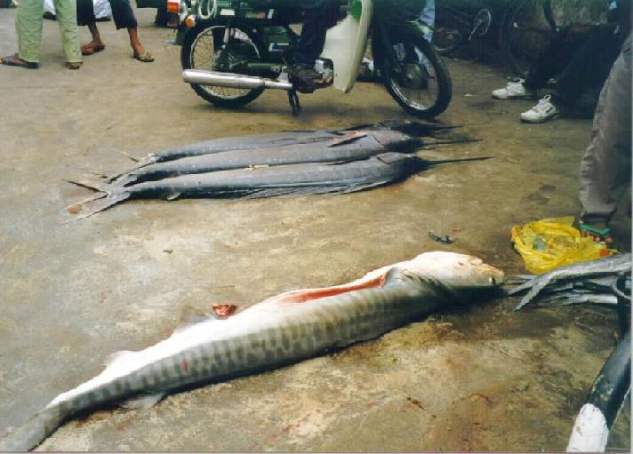Selling Sword Fish(Marlin)